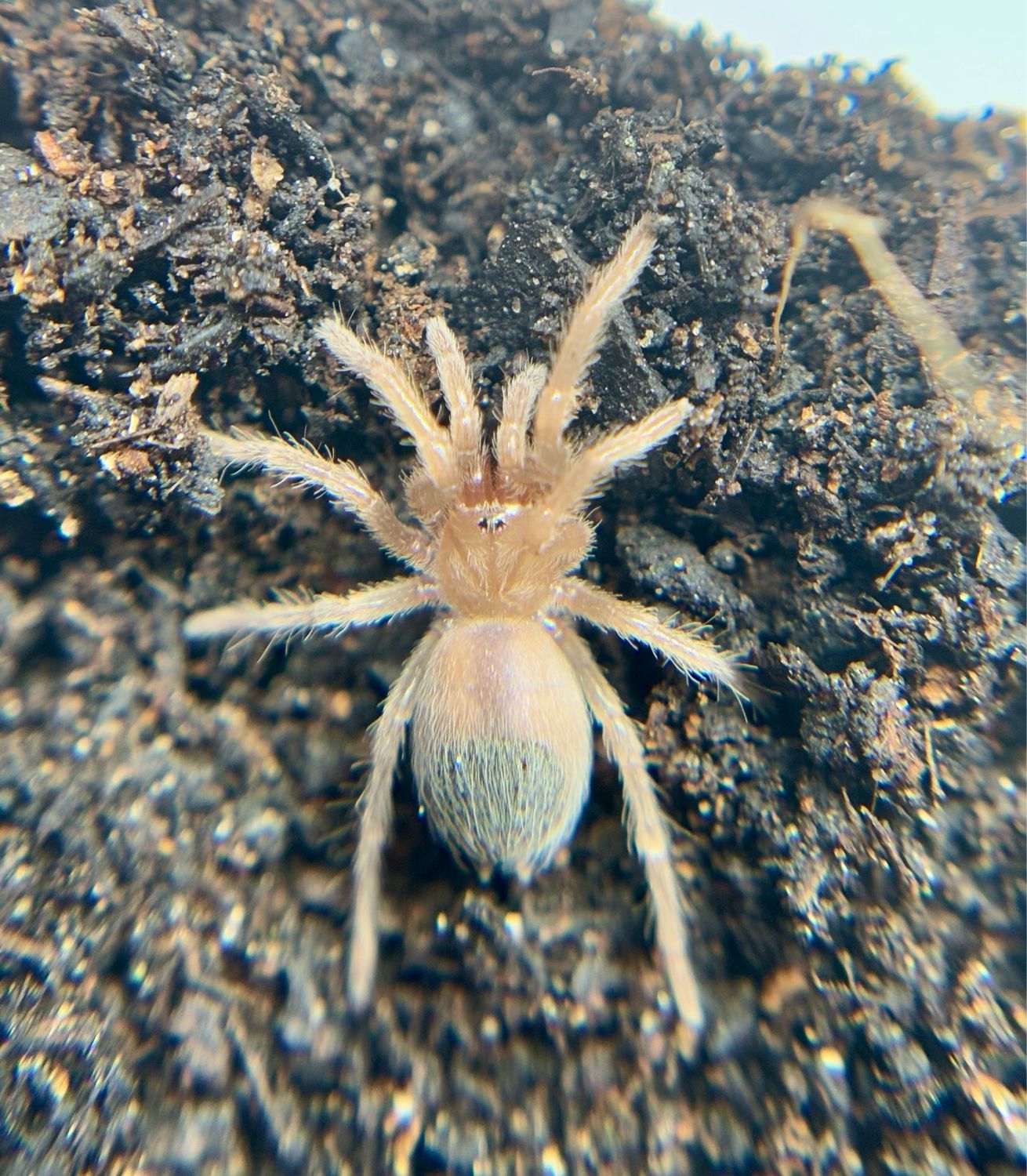 Brachypelma albiceps (1cm KL)