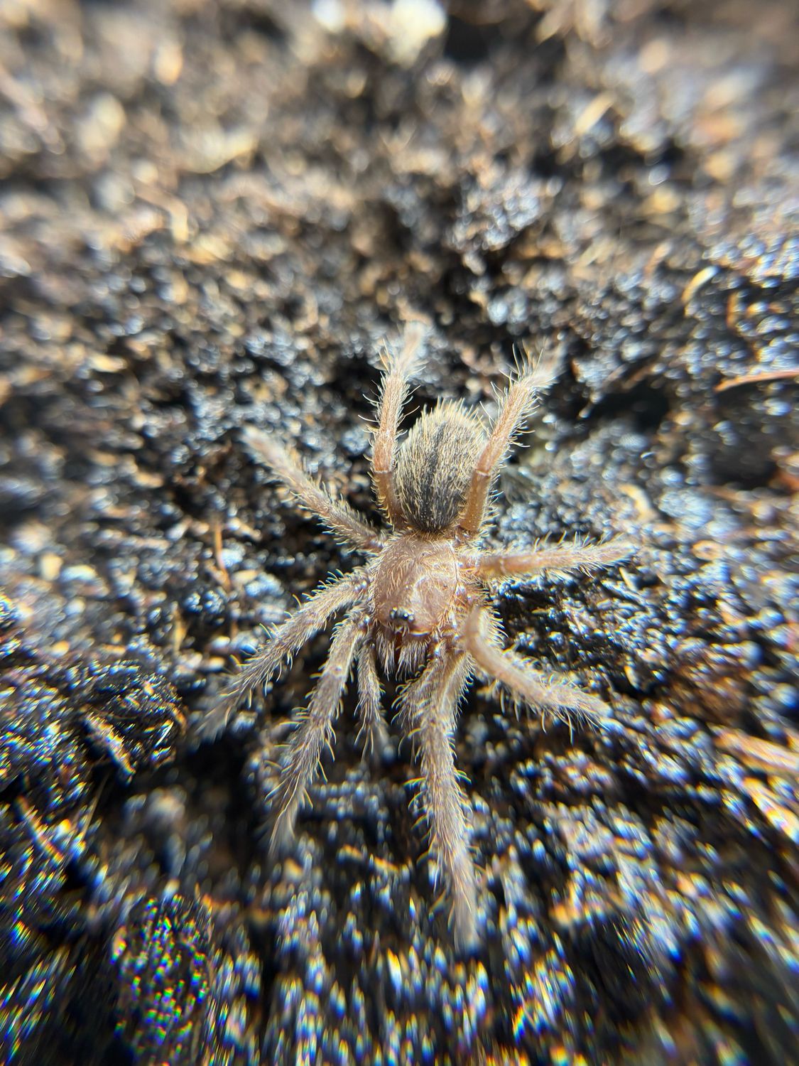 Cyriopagopus albostriatum Ratchasima DCF (1cm KL)