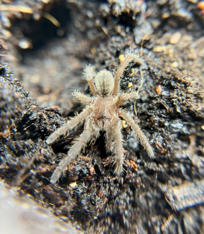 Cyriopagopus albostriatum Ratchasima (1cm KL)