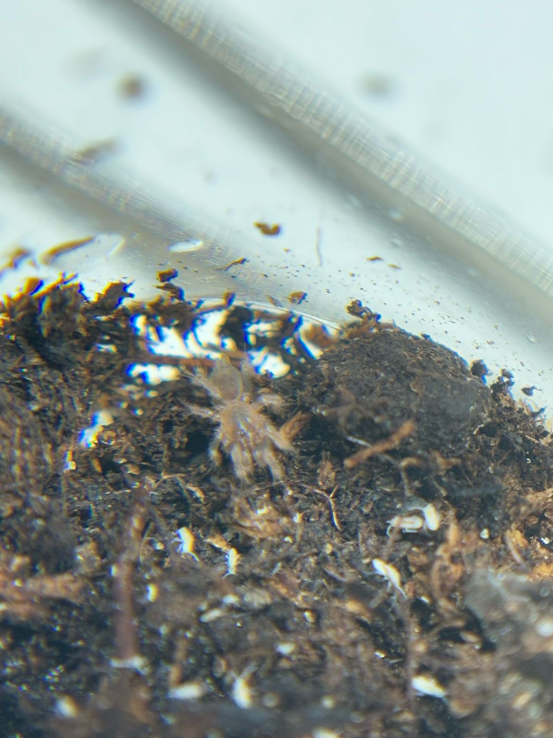 Cyriocosmus aueri (0,5cm KL)