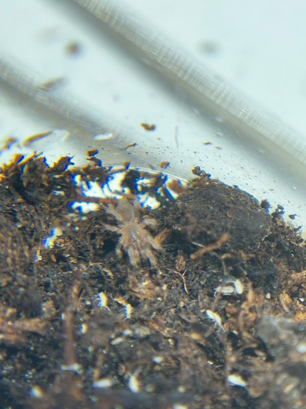 Cyriocosmus aueri (0,8cm KL)