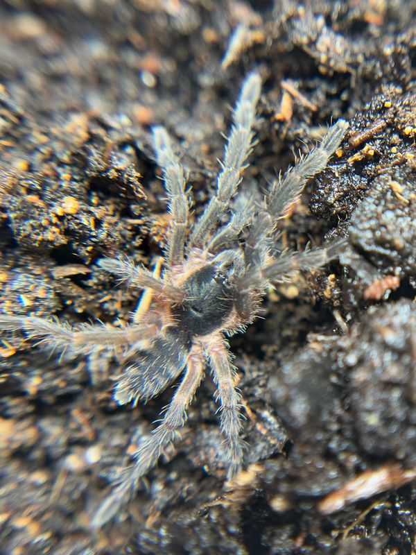 Guyruita cerrado (1,5cm KL)