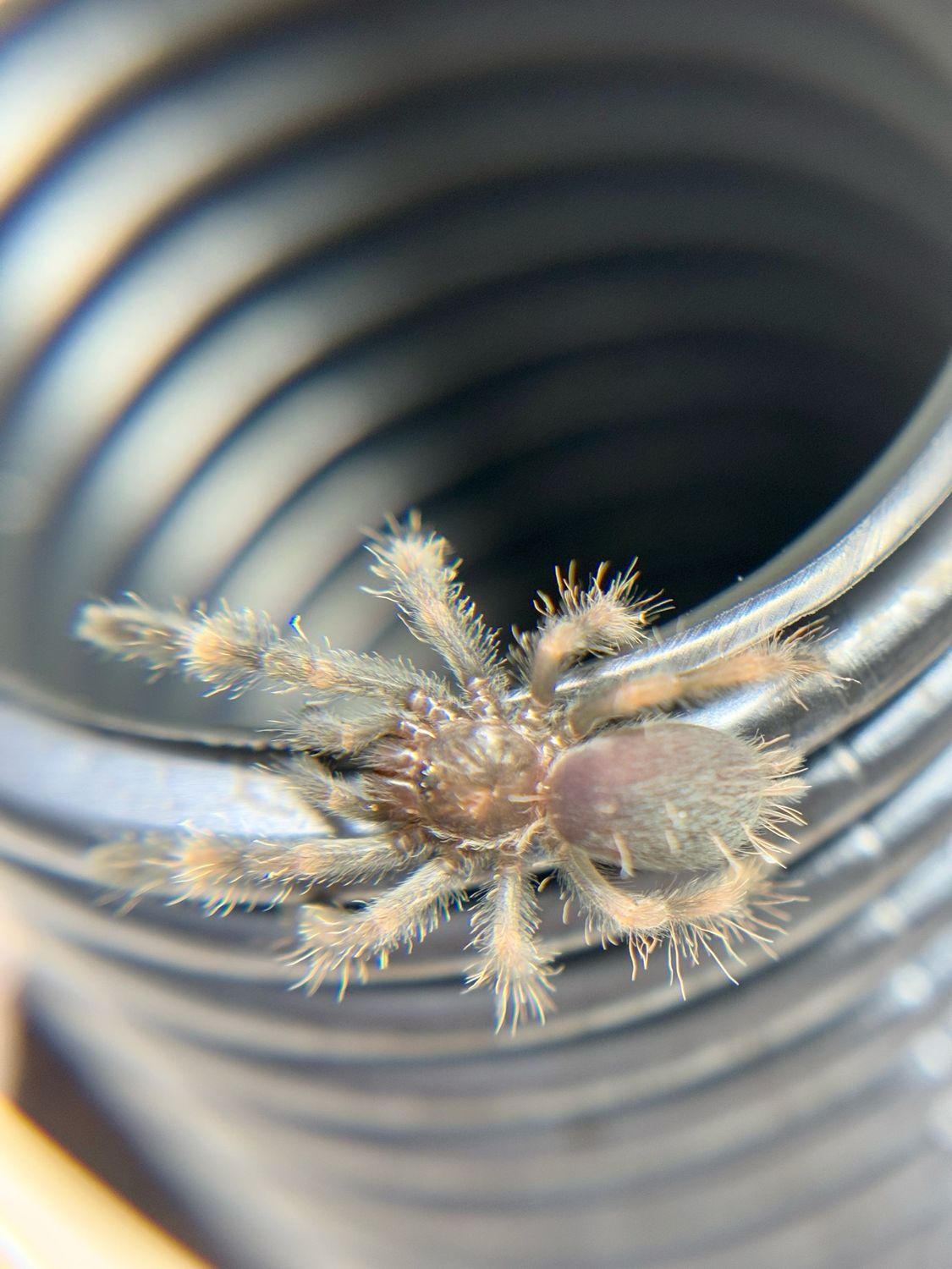 Psalmopoeus victori (1,5cm KL)