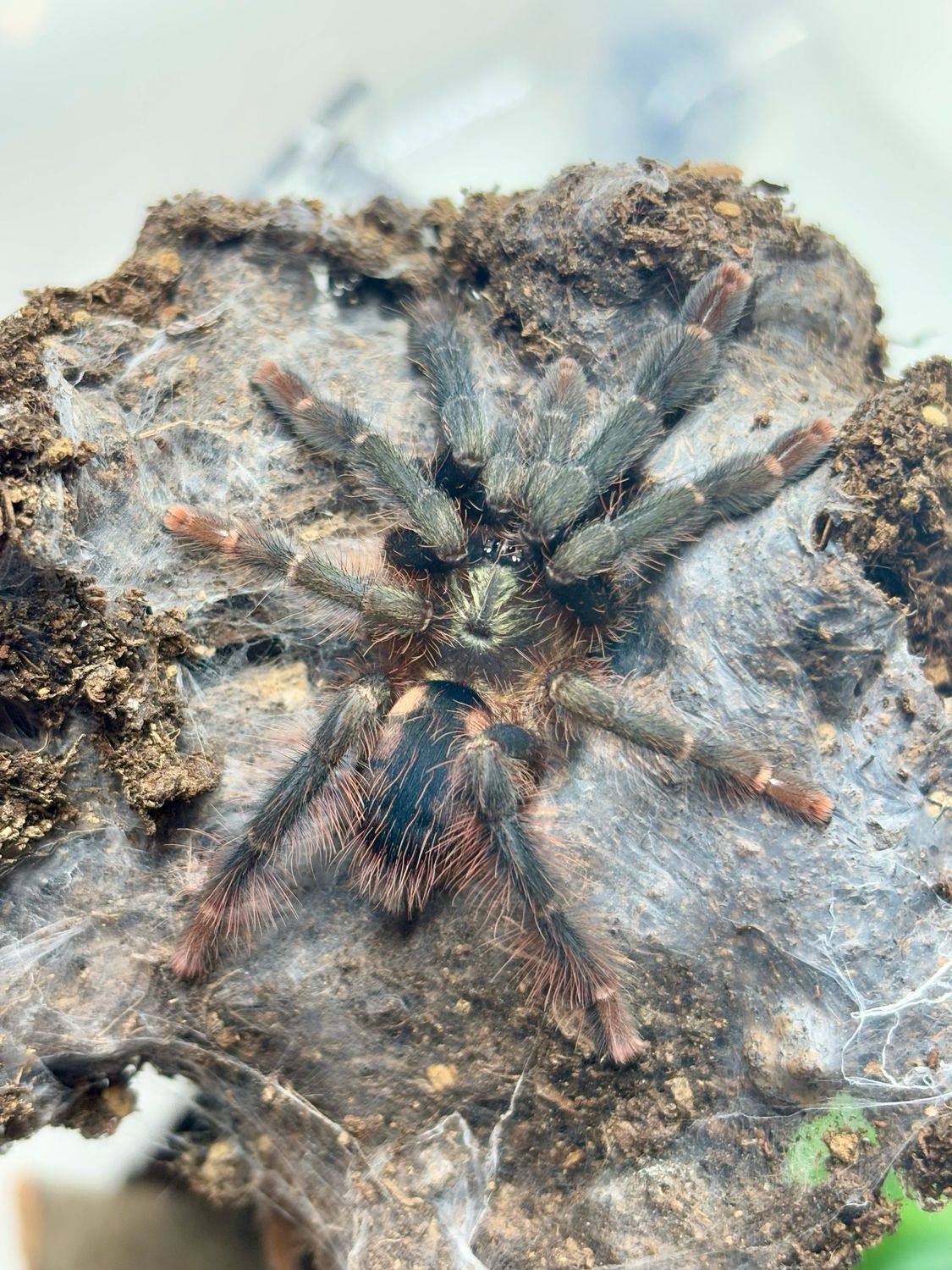 Amazonius burgessi (2cm KL)