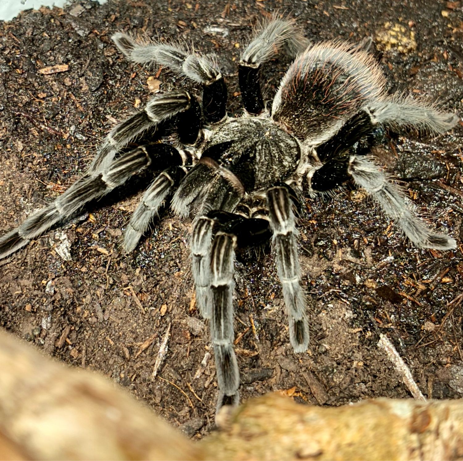 Sericopelma rubronitens (7cm KL)