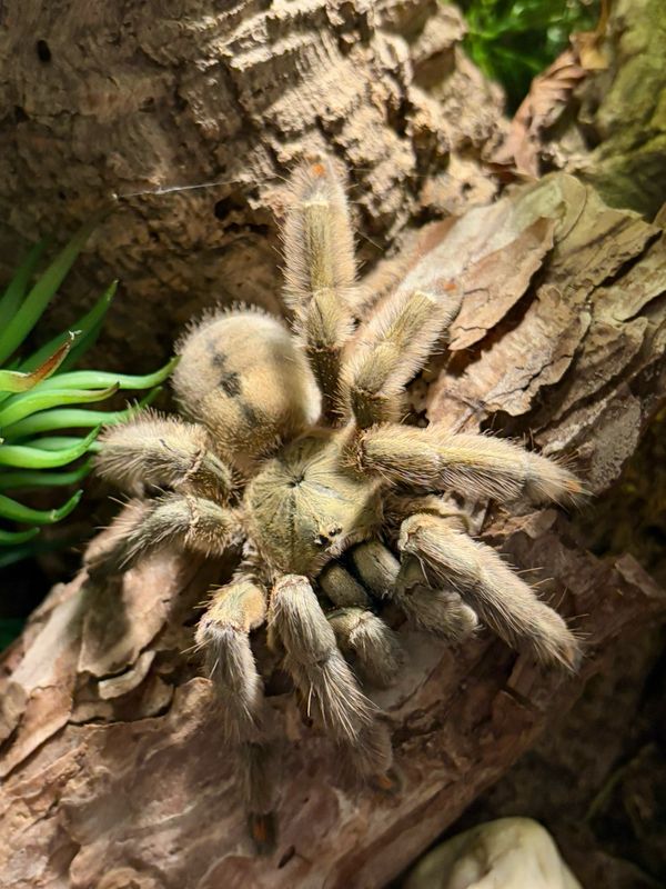 Psalmopoeus cambridgei (5,5cm KL)