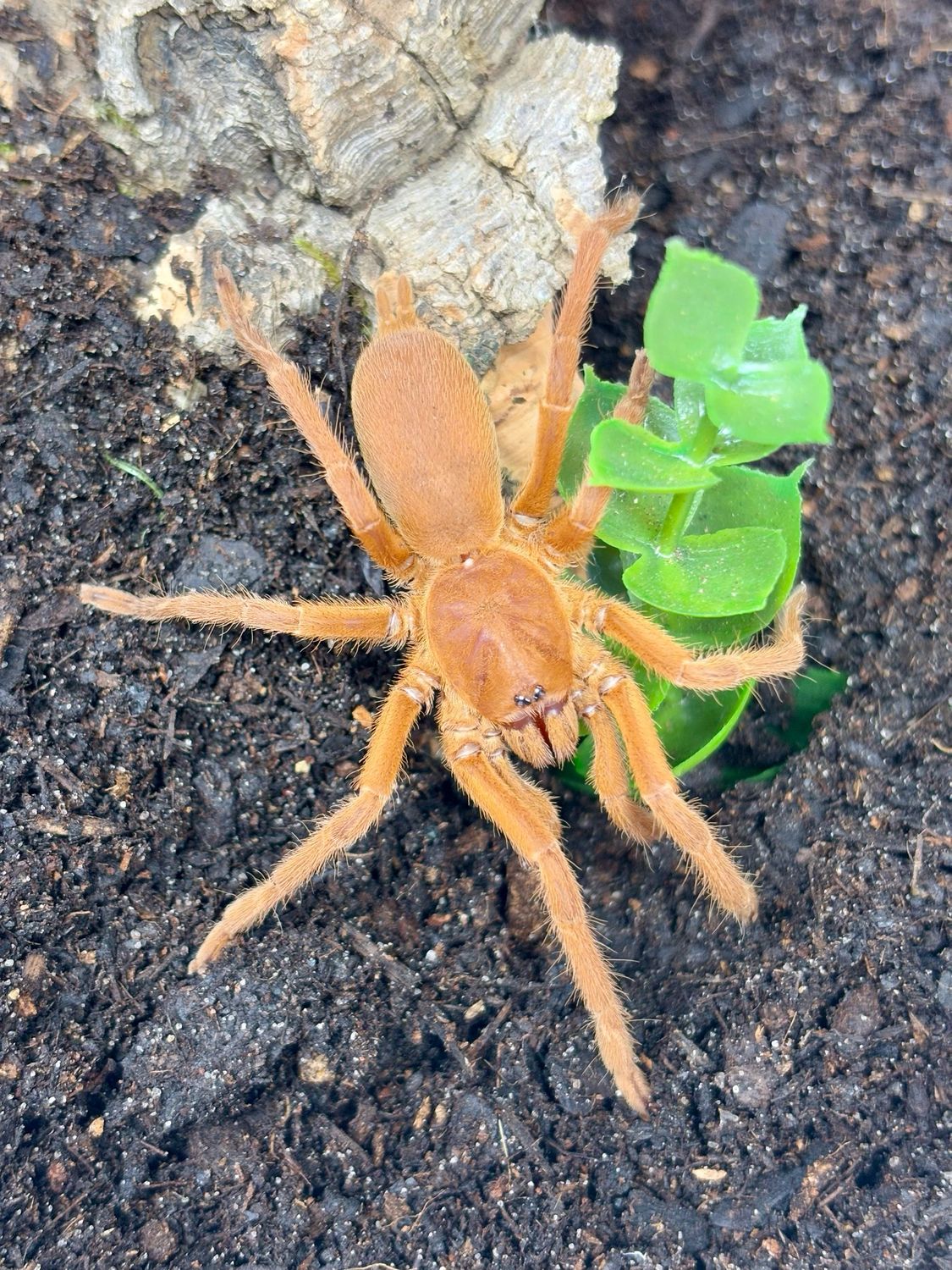 Orphnaecus philippinus (3cm KL)