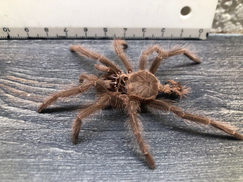 [44] Deko original Vogelspinnen Häutung Aphonopelma crinirufum