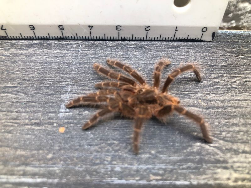 [32] Deko original Vogelspinnen Häutung Grammostola pulchripes