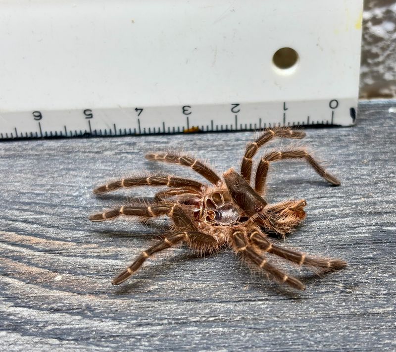 [48] Deko original Vogelspinnen Häutung Grammostola pulchripes