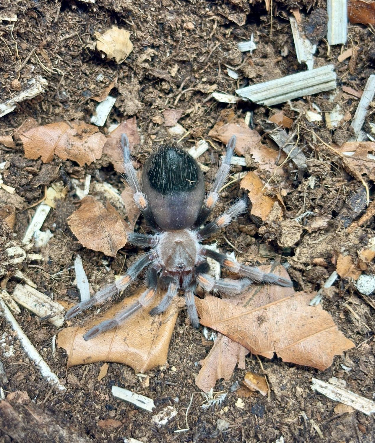 Brachypelma auratum (2cm KL)