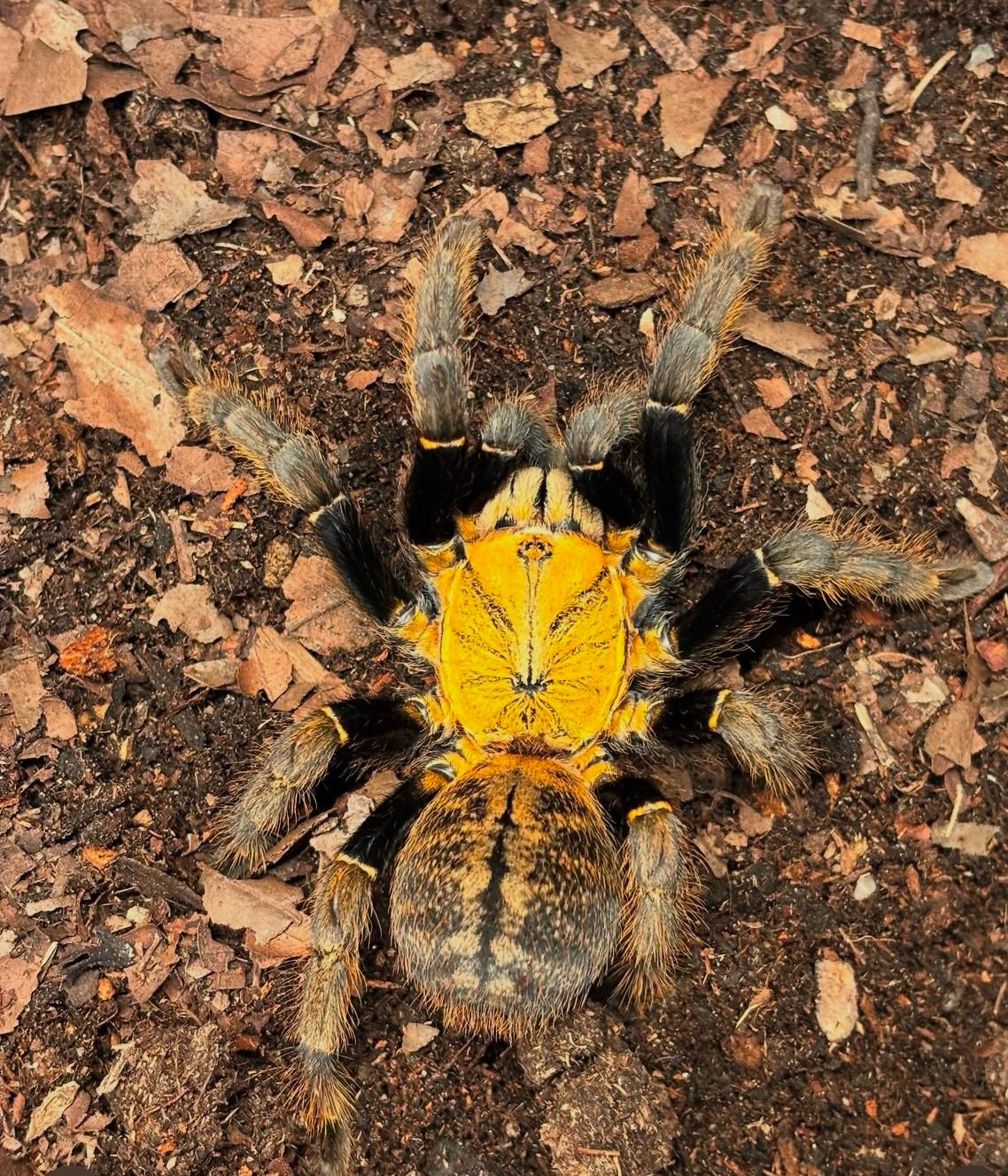 Ornithoctoninae sp. Ho Chi Minh ( 5,5cm KL)