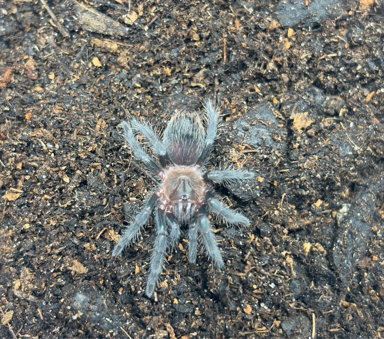 Tliltocatl albopilosum (2cm KL)