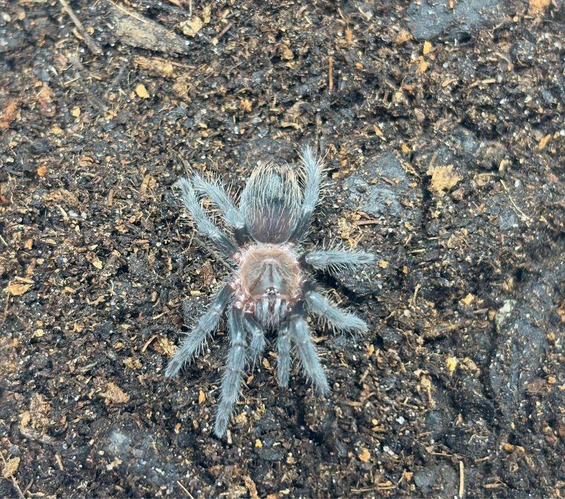 Tliltocatl albopilosum (2cm KL)