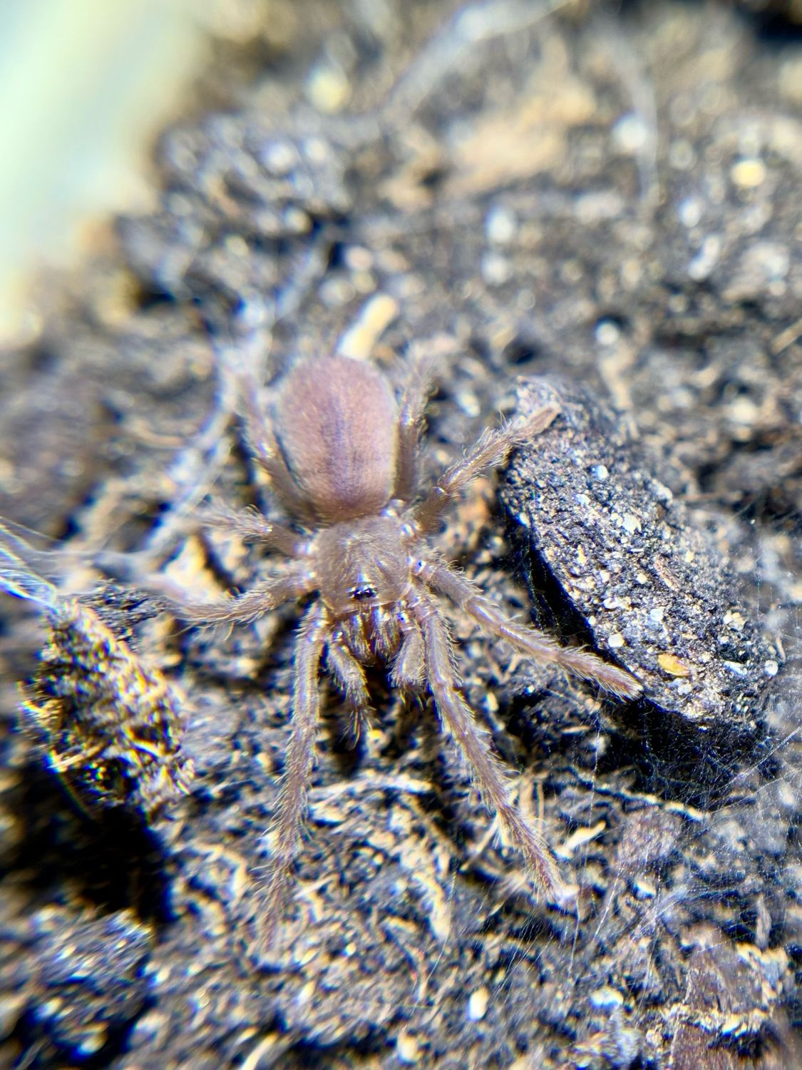 Psedocnemis brachyramosa (1cm KL)
