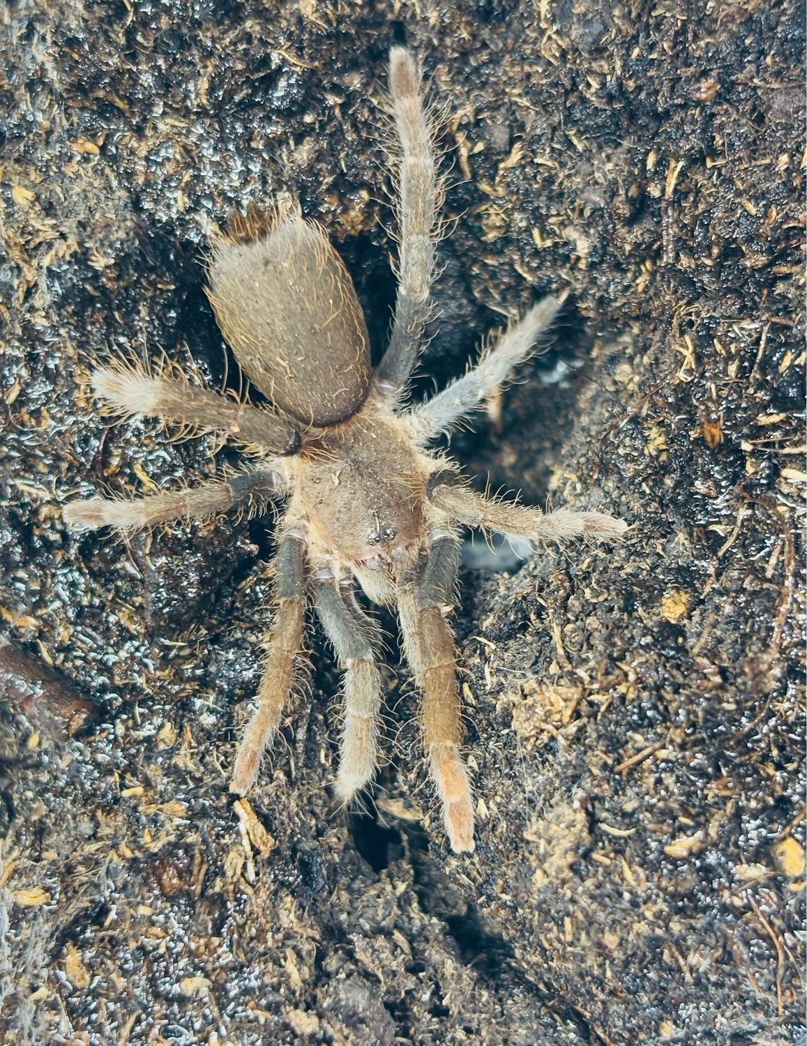 Hysterocrates gigas (2,5cm KL)