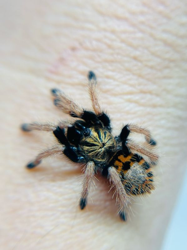 Chromatopelma cyaneopubescens (1,5cm KL)