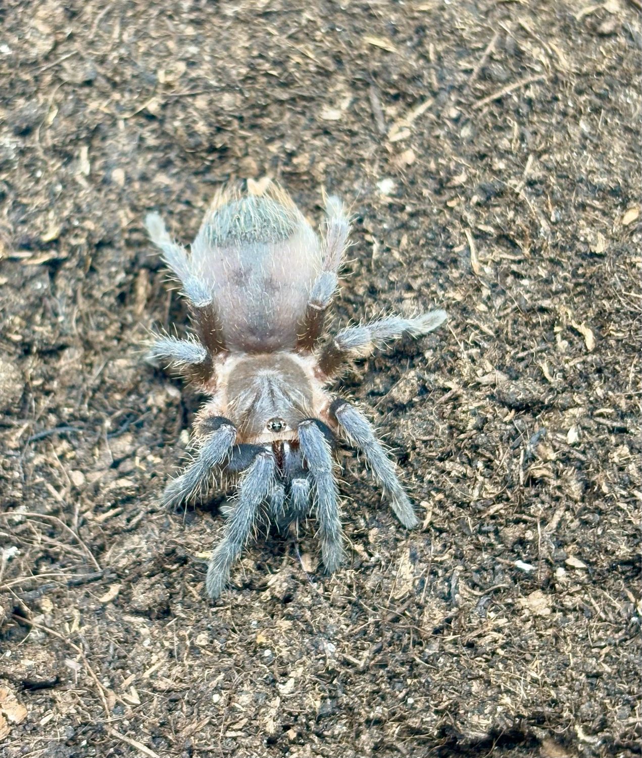 Aphonopelma seemanni (1,5cm KL)