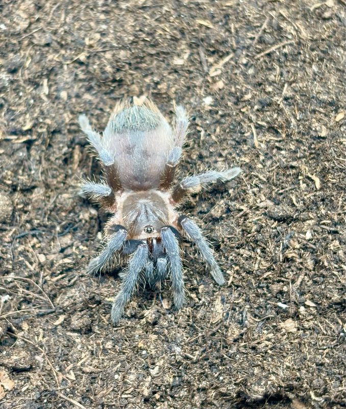Aphonopelma seemanni (1,5cm KL)