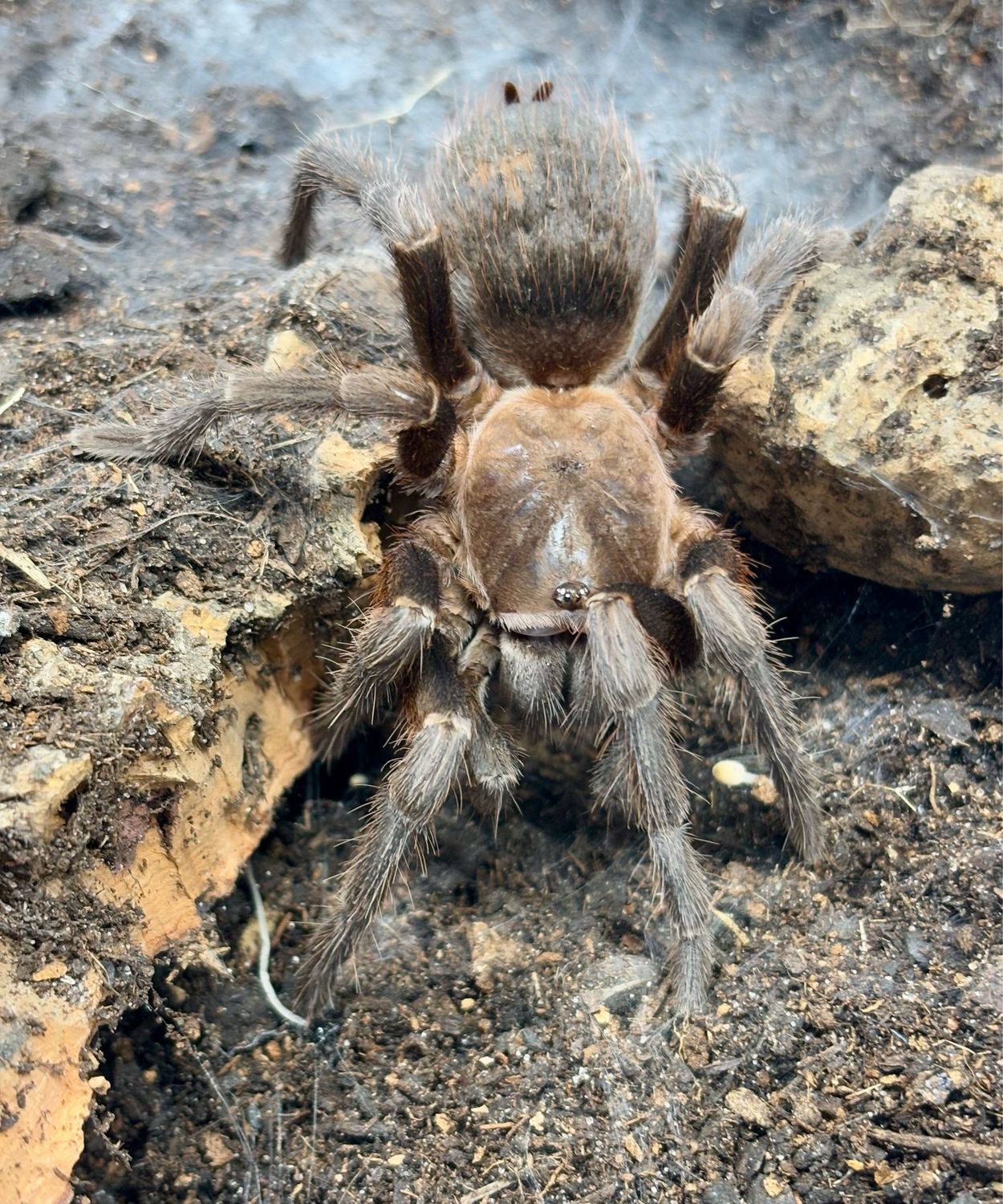 Aphonopelma crinirufum (5cm KL)