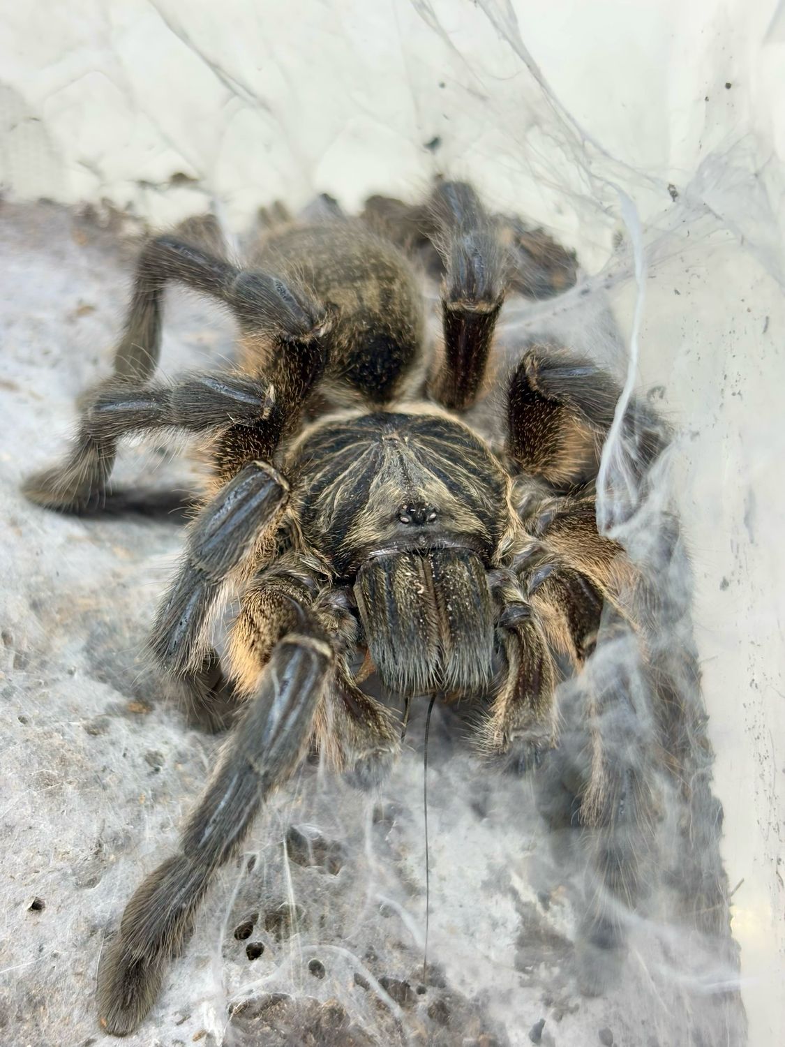 Harpactira pulchripes (4,5cm KL)