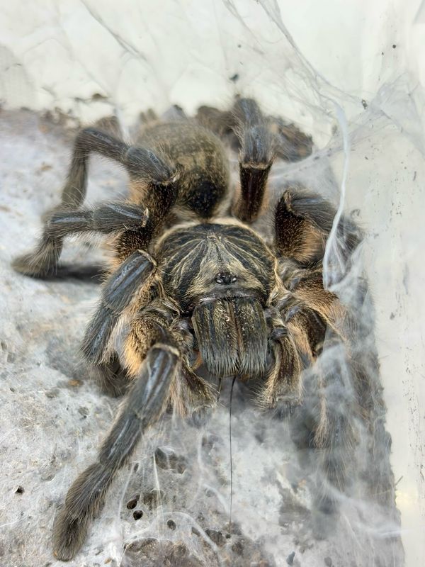 Harpactira pulchripes (5cm KL)