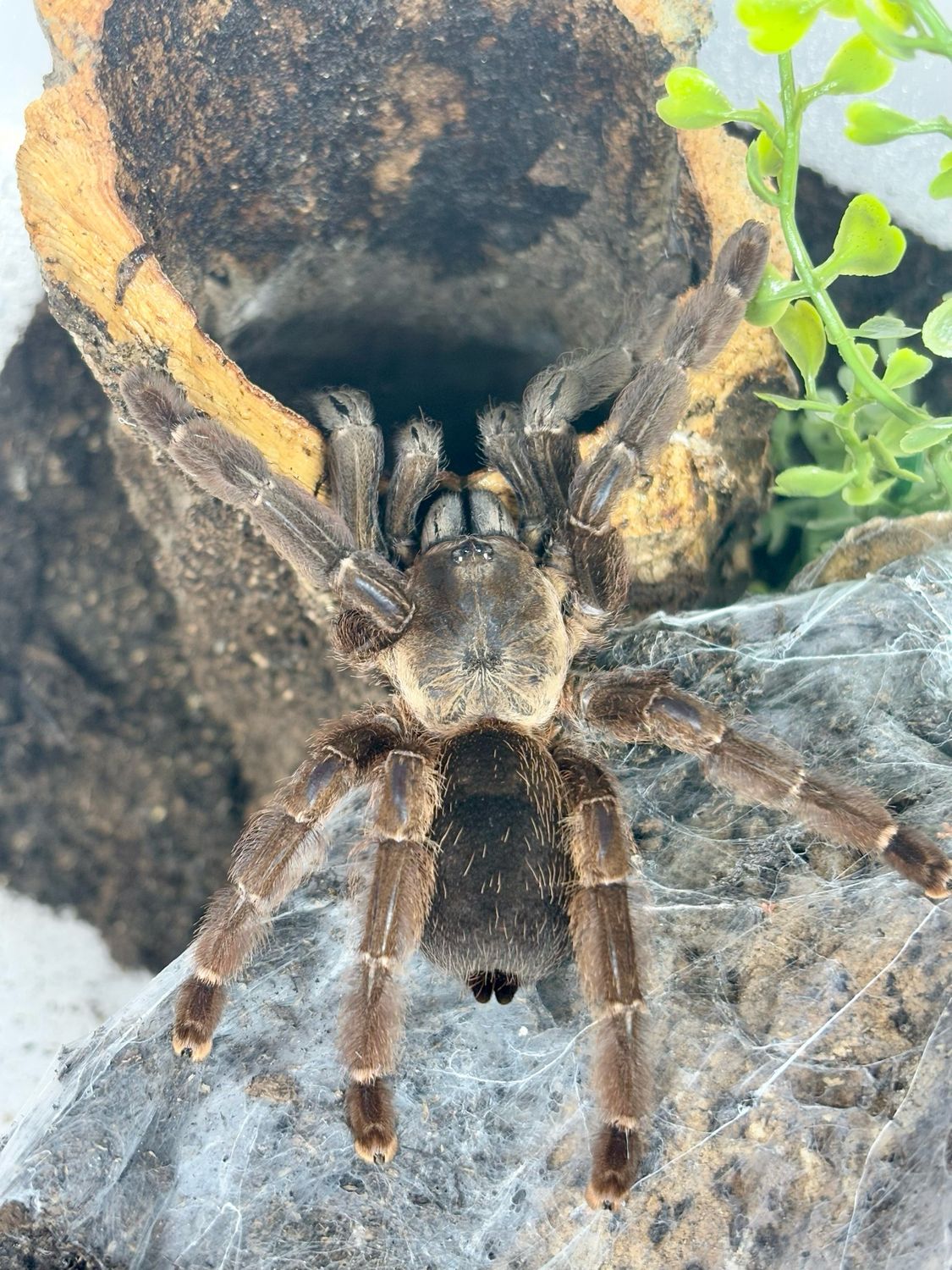 Psalmopoeus reduncus (6cm KL)