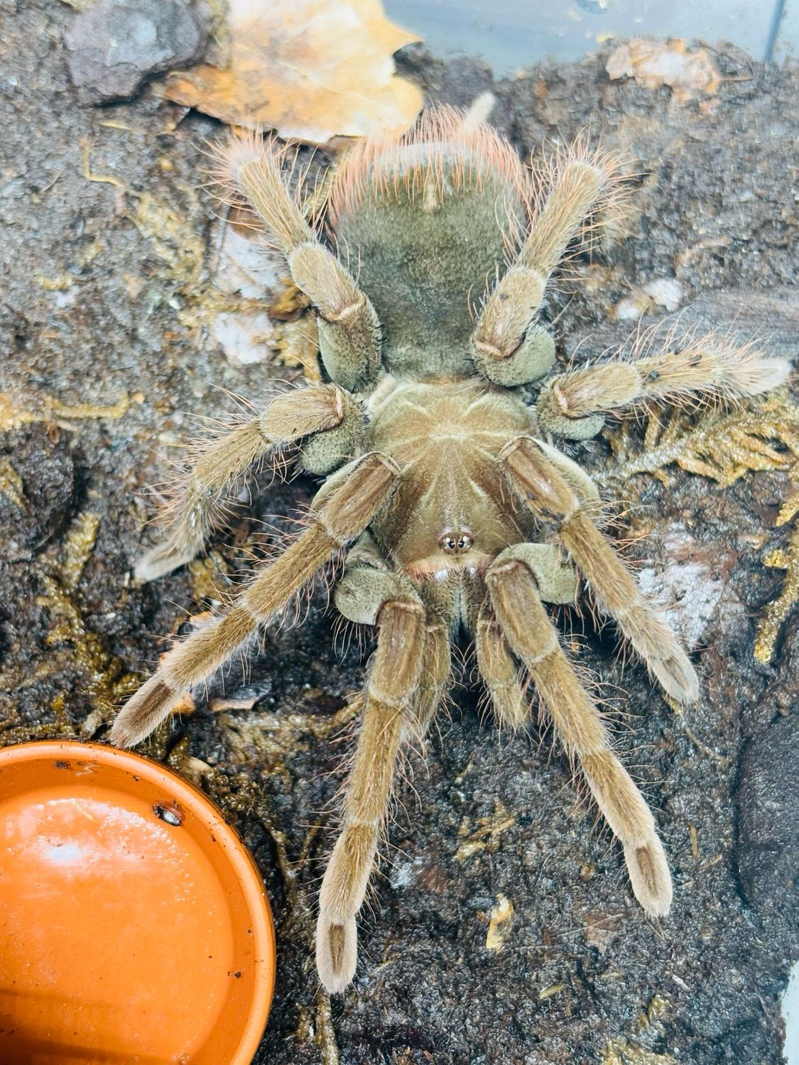 Pamphobeteus  antinous (5,5cm KL)
