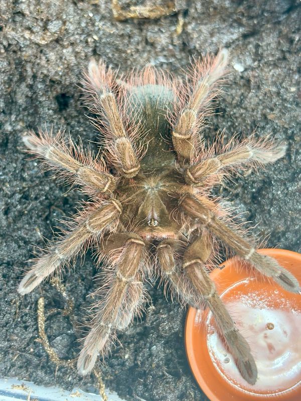Theraphosa blondi (5cm KL)