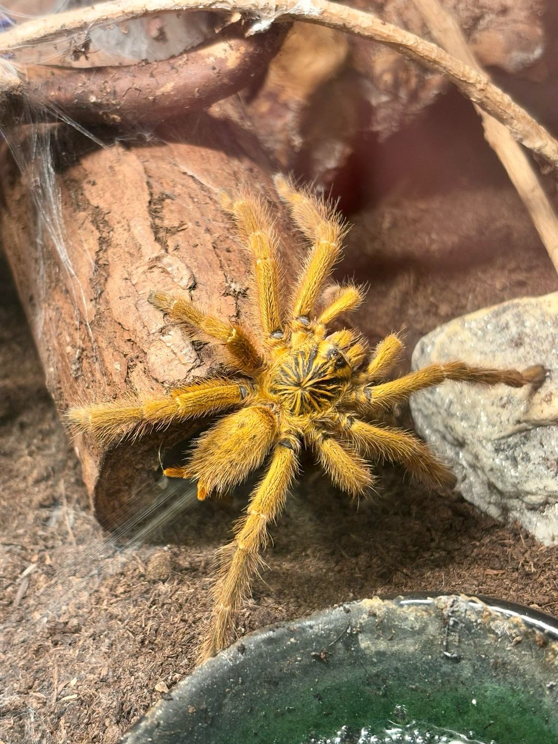 Pterinochilus Murinus usambara (RH 03/25)
