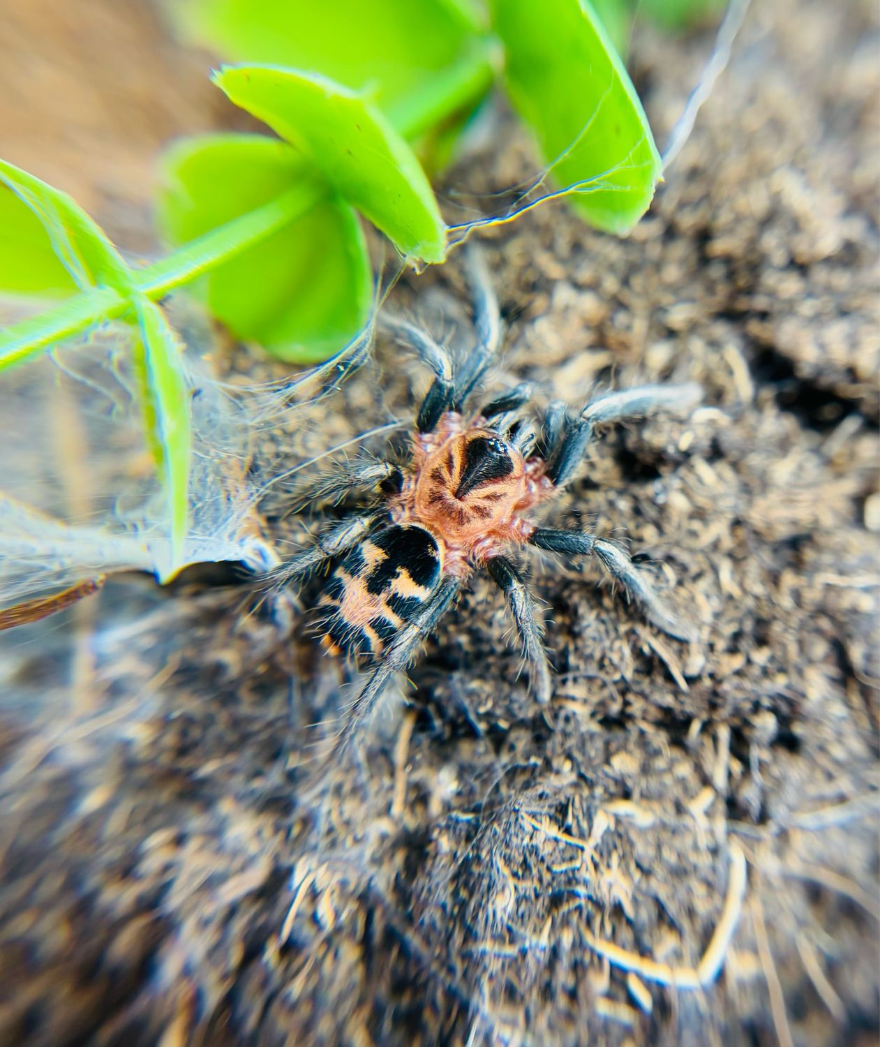 Cyriocosmus leetzi - Venezuela (1,5cm KL)