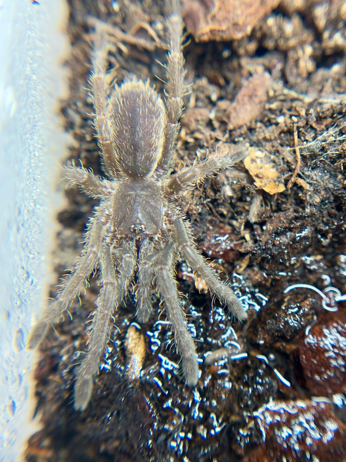 Cyriopagopus albostriatum Ratchasima Nakhon Nayok (1,5cm KL)