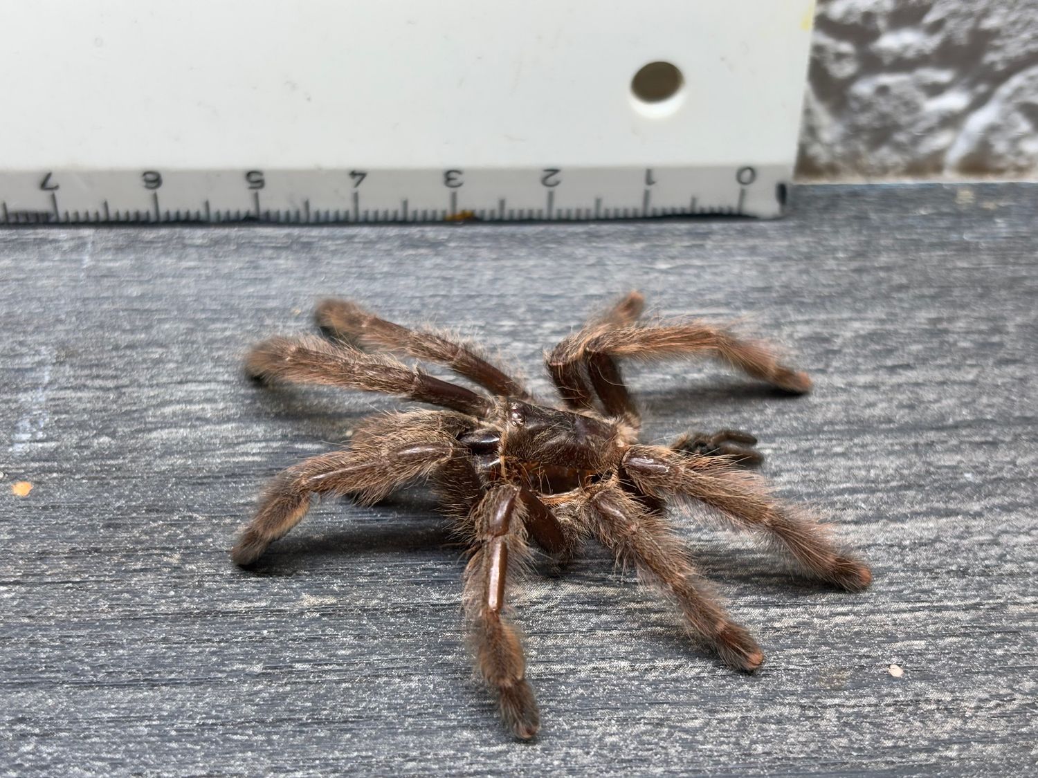 [37] original Tarantula Vogelspinne Häutung Phormingochilus rufus