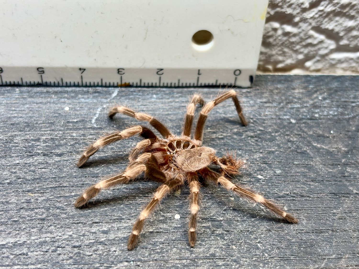 [66] original Tarantula Vogelspinnen Häutung Vitalius chromatus