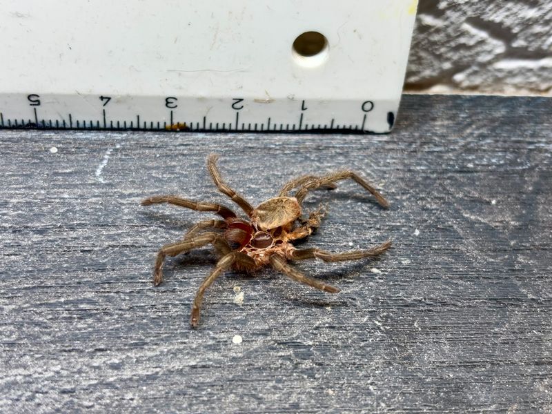 [56] original Vogelspinne Häutung Tarantel Thrixopelma pruriens