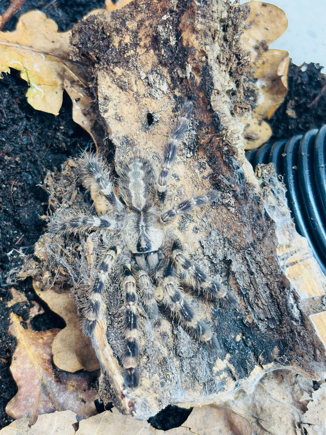 Poecilotheria regalis (3cm KL)