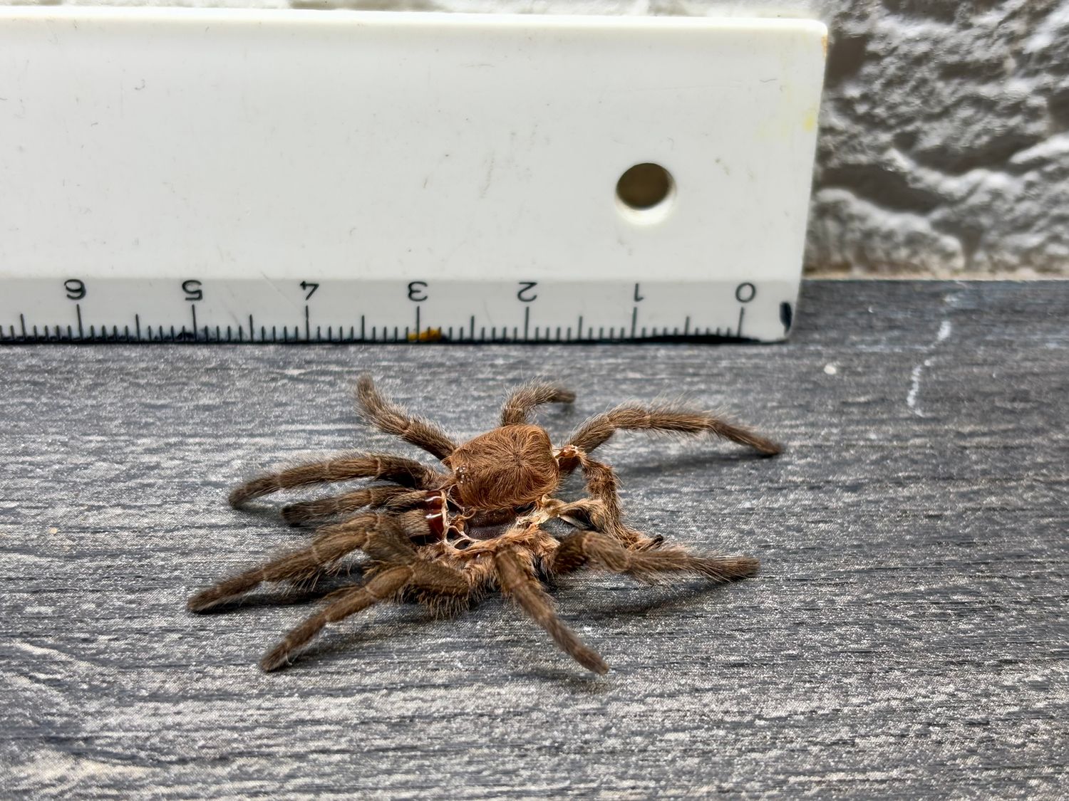 [112] original Tarantula Vogelspinne Häutung Tapinauchenius rasti