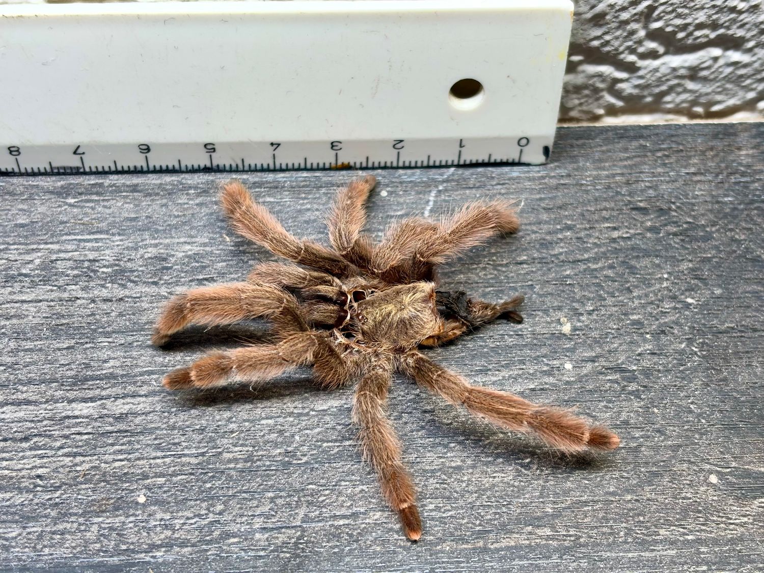 [84] original Tarantula Vogelspinnen Häutung Psalmopoeus pulcher