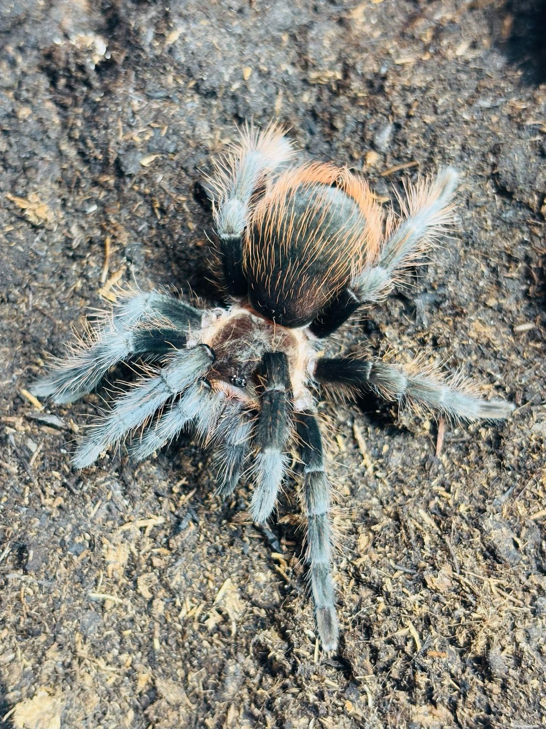 Sericopelma sp. angustum (3cm KL)