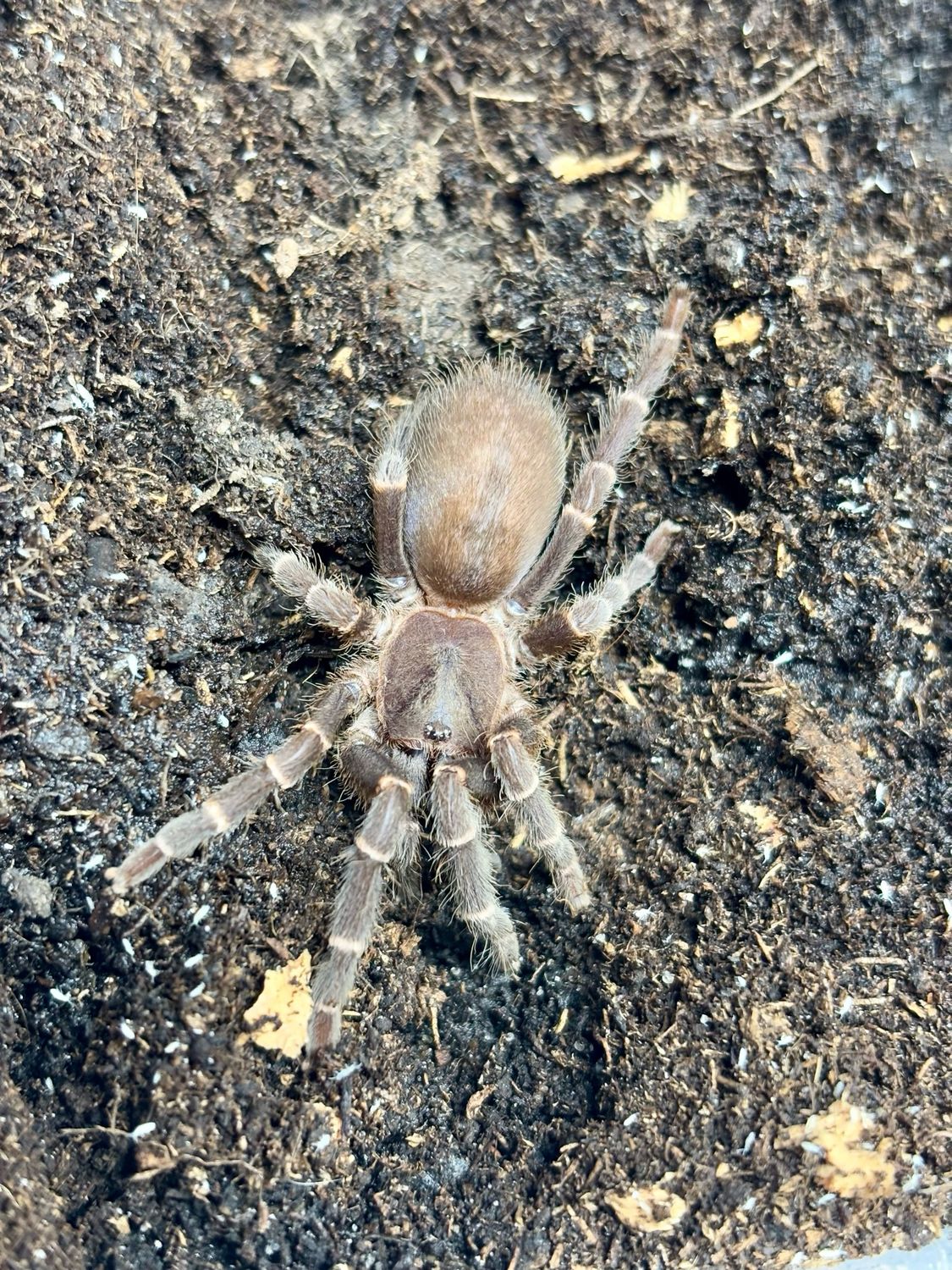 Selenocosmia kovariki (2m KL)