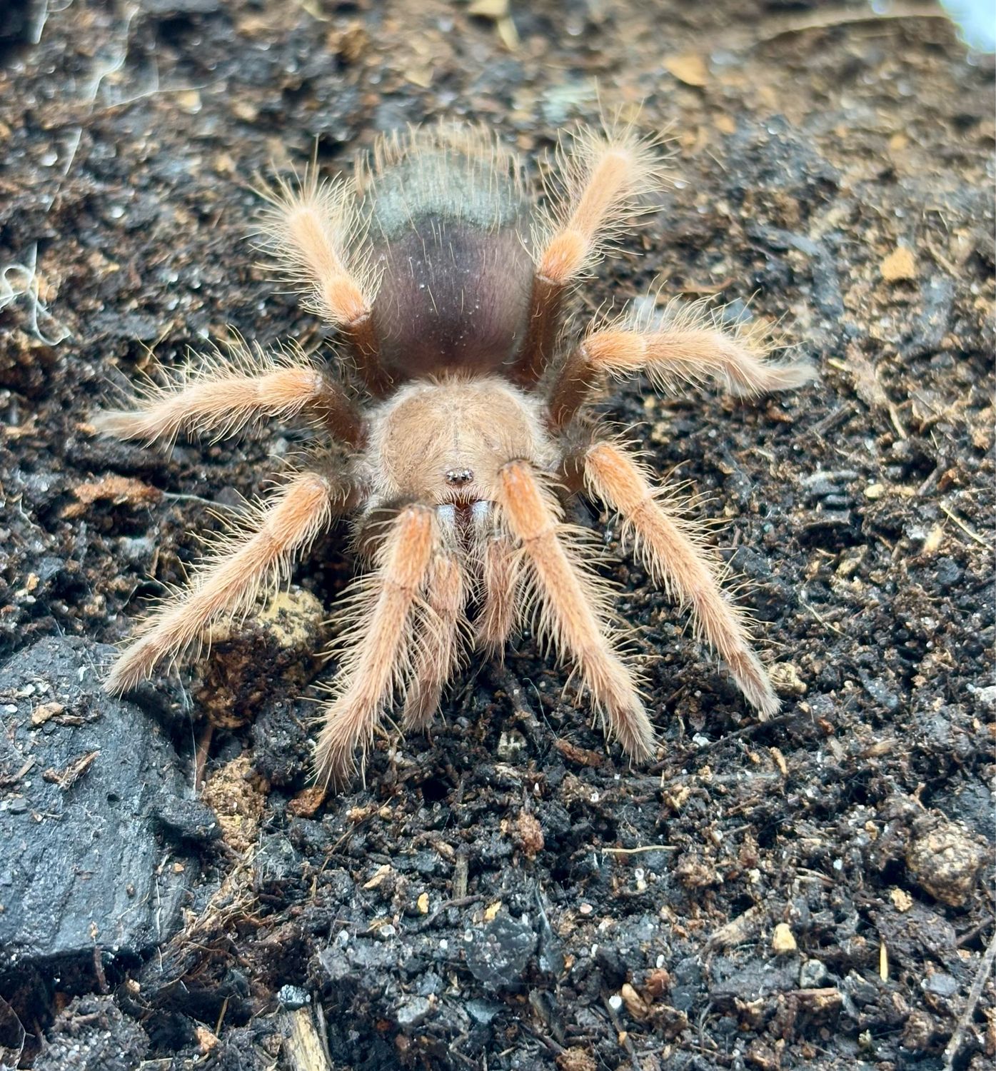 Brachypelma boehmei (2,5cm KL)