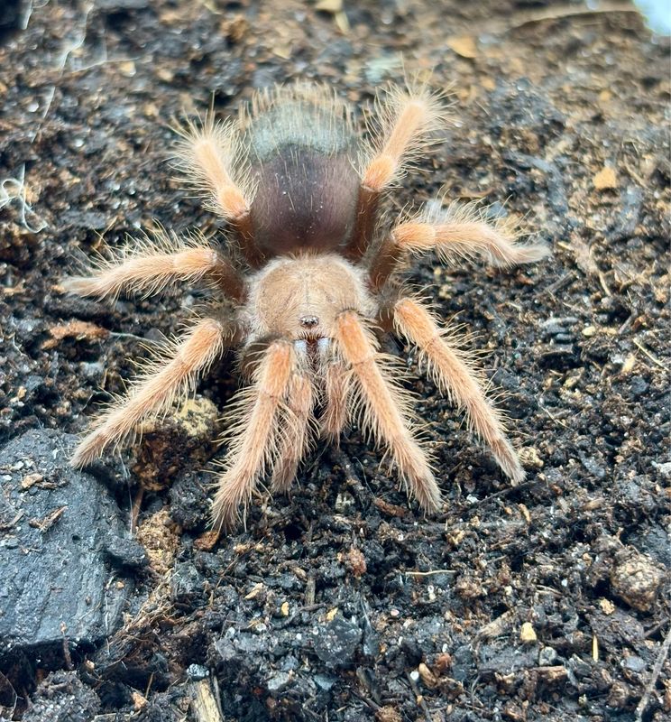 Brachypelma boehmei (2,5cm KL)