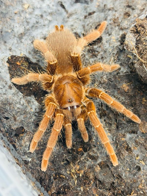 Pelinobius muticus (5cm KL)
