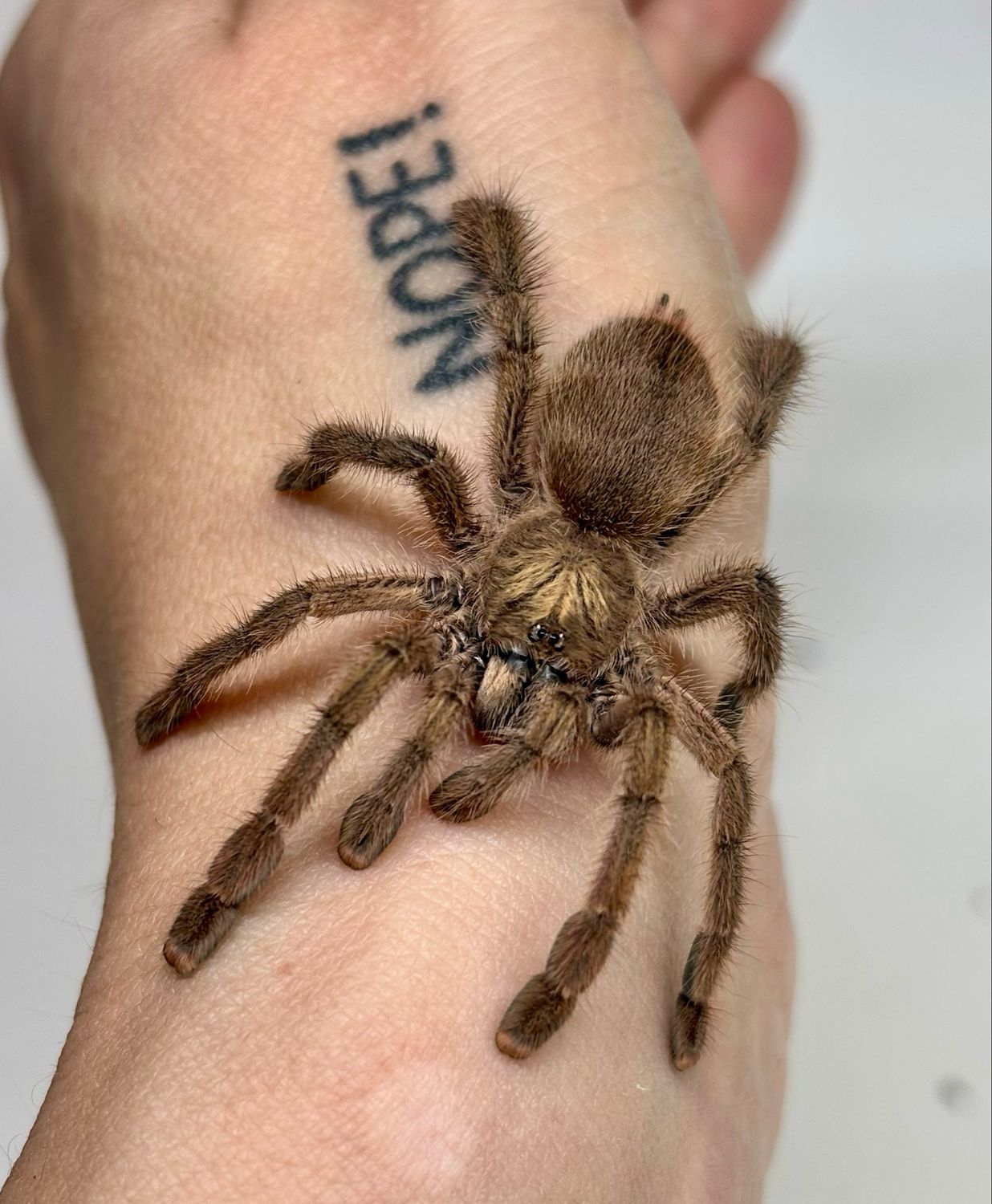 Caribena laeta (RH 2/25)