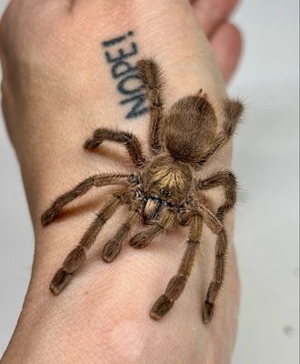 Caribena laeta (RH 6/25)