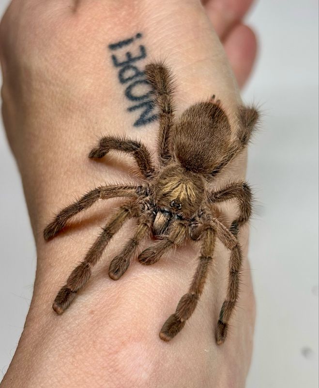 Caribena laeta (RH 6/25)