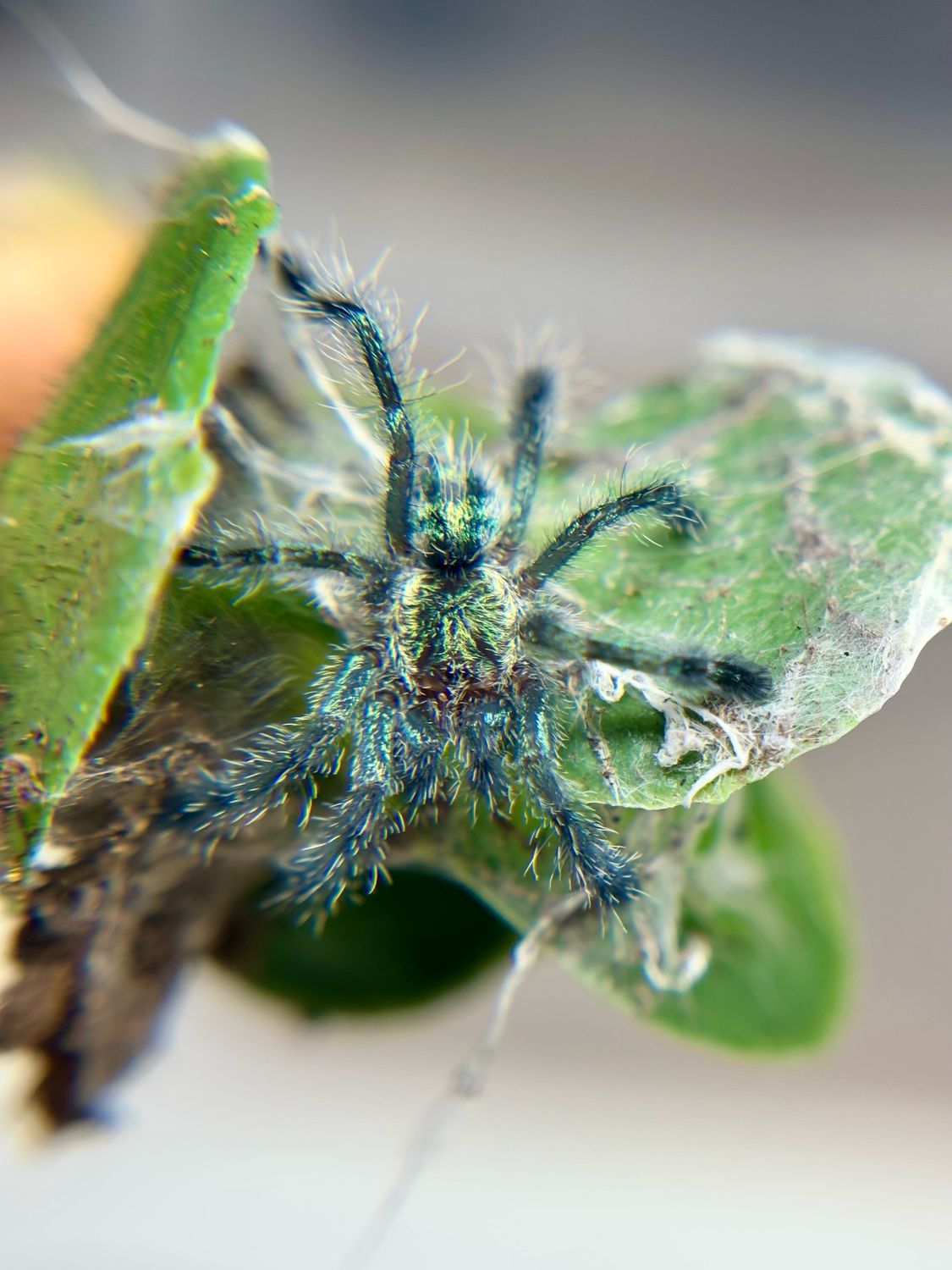 Ybyrapora diversipes (1cm KL)