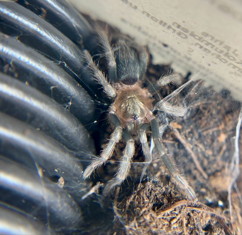 Theraphosidae sp. dorado (1cm KL)