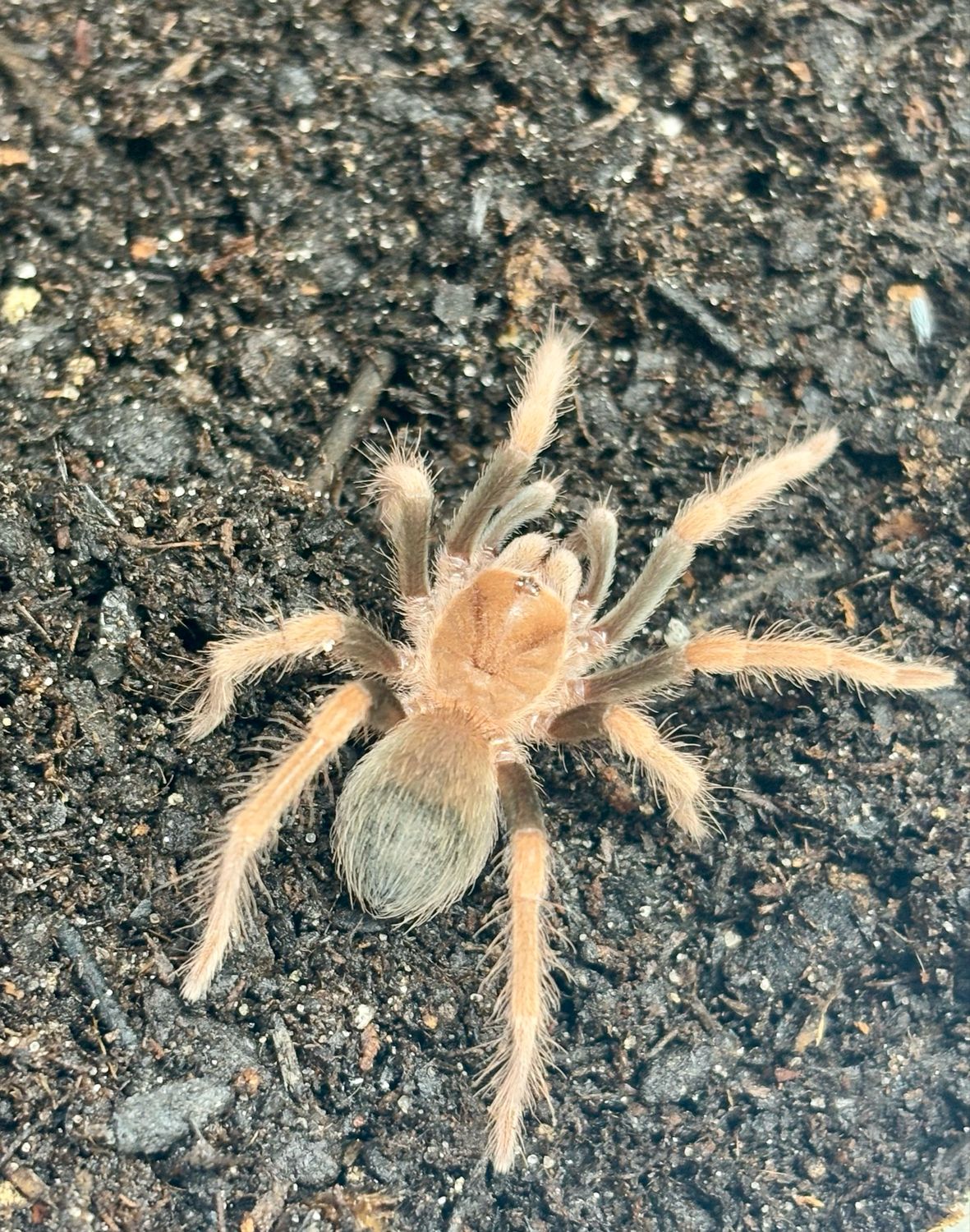 Theraphosidae sp. Mandarina (1,5cm KL)