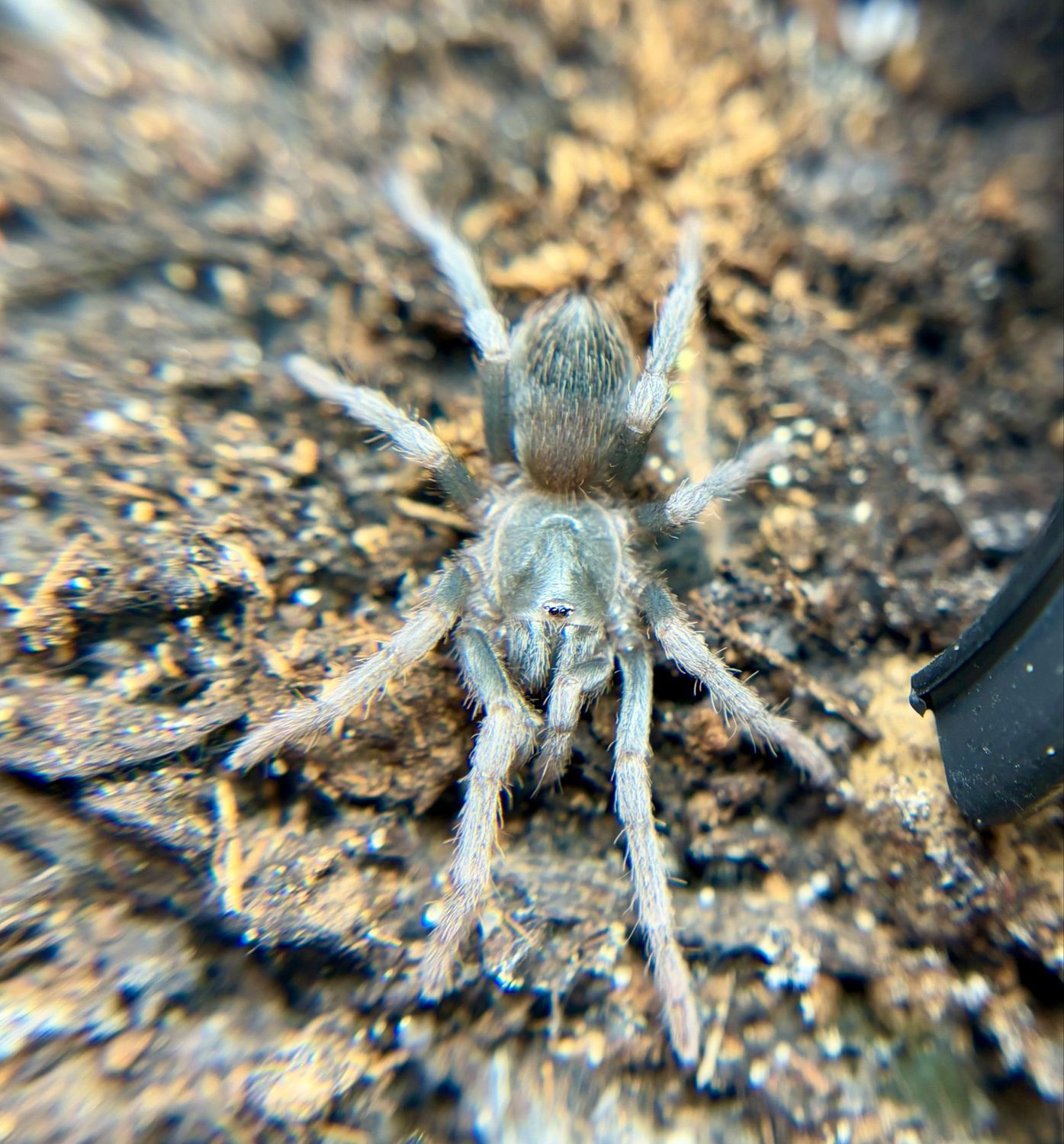 Theraphosidae sp. Rio Shanao (1cm KL)